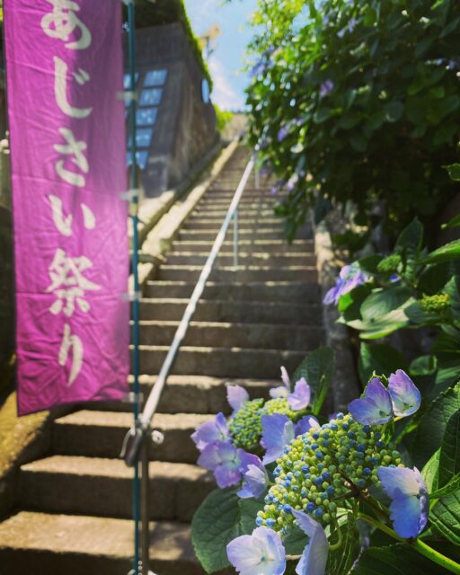 【照江寺アジサイ開花情報】
5月26(金) アジサイ咲いてます!
良い天気で暑いくらいになってますね☀️
これから10日間〜2週間くらいがピーク期間になりそうです✨
#アジサイ #紫陽花
#照江寺 #静浦 #江浦 #沼津のお寺
#江浦湾 #奥駿河 #奥駿河を拡めたい
#numa_1 #numa_kanko
#植物円