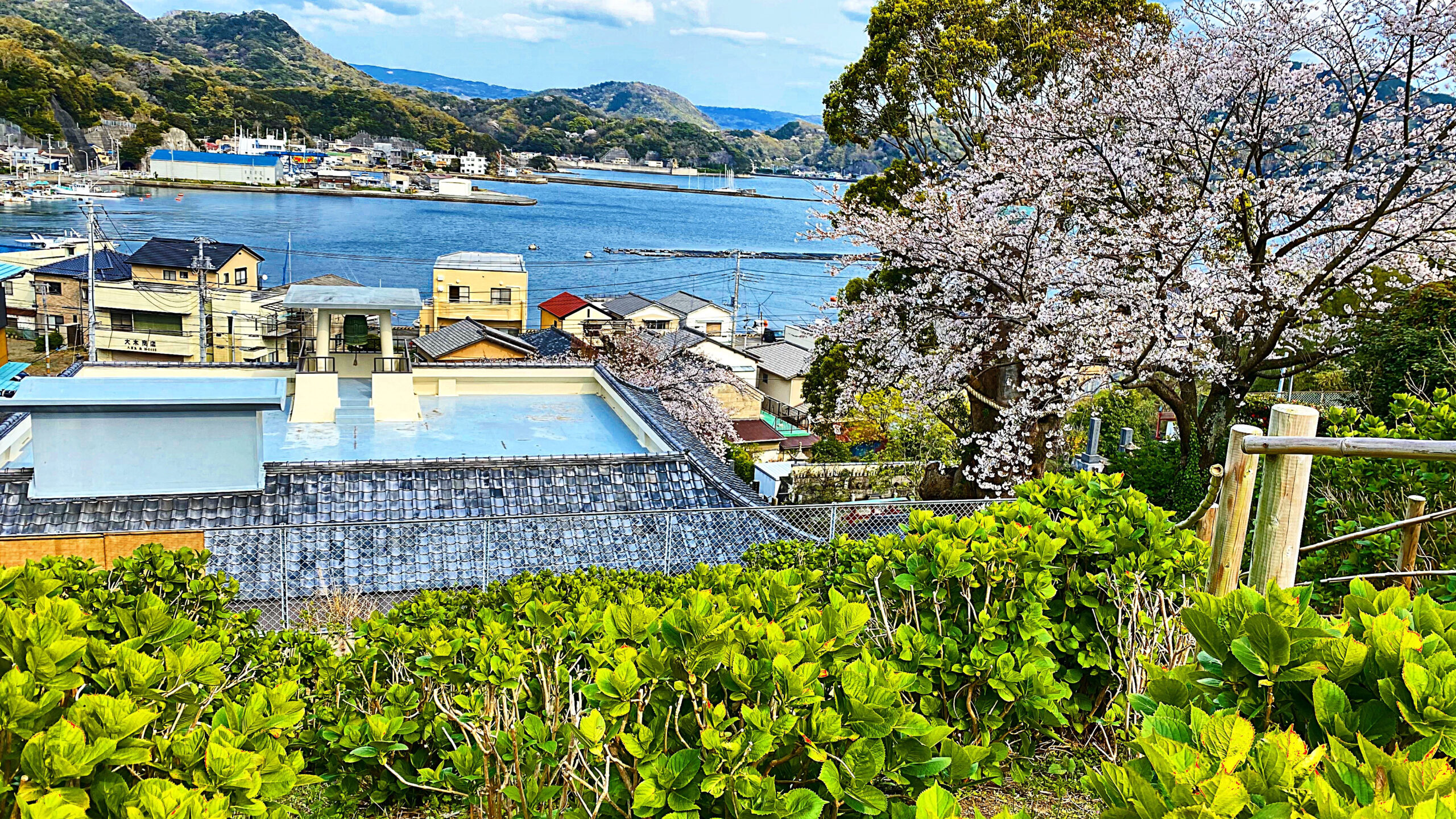 桜と江浦湾の眺望
