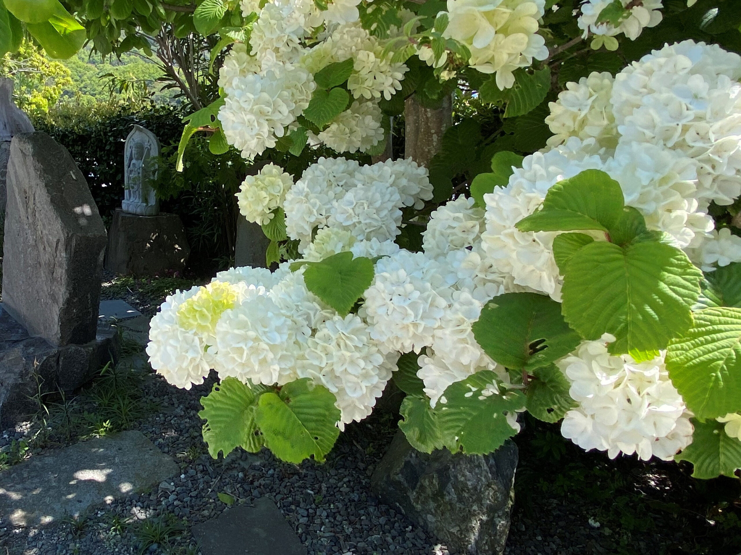 境内に咲く白い手鞠紫陽花