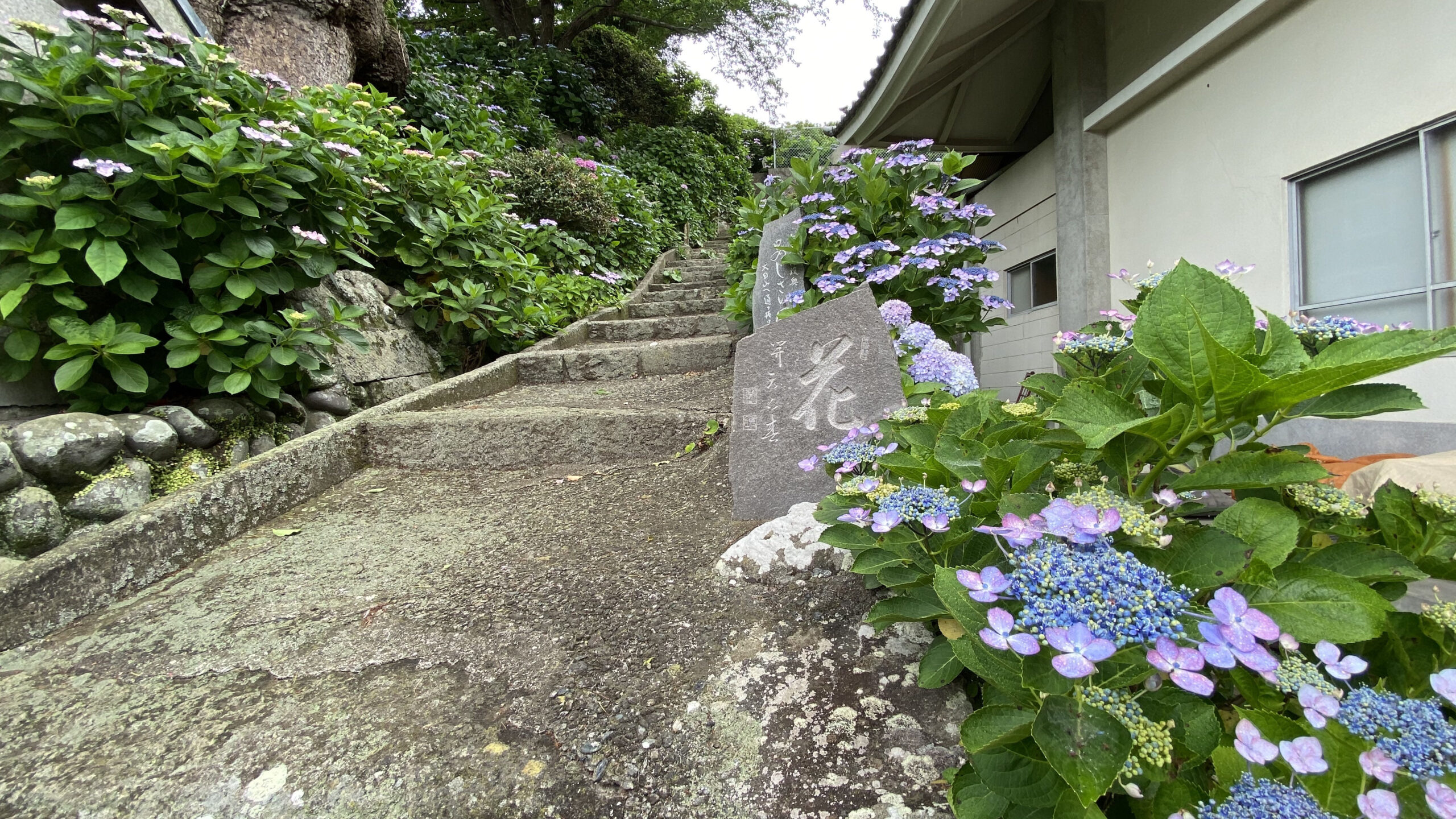紫陽花が咲く境内の石段と「花」の石碑