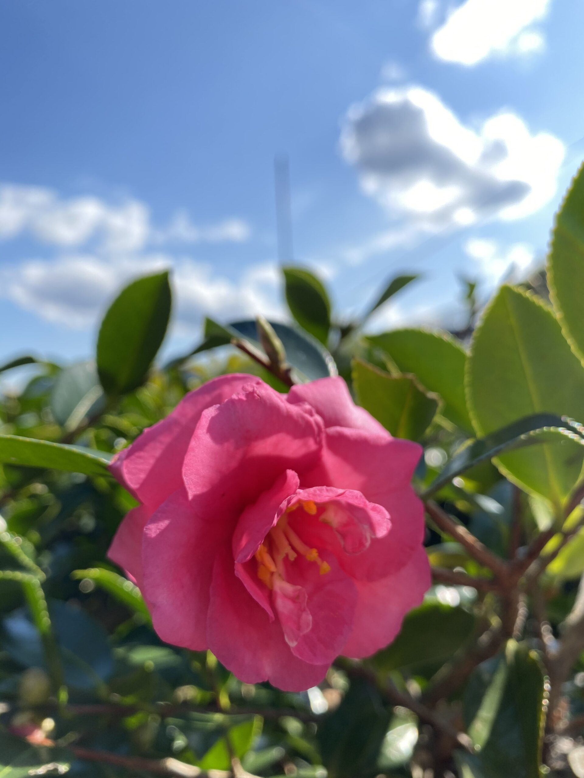 境内に咲く椿の花
