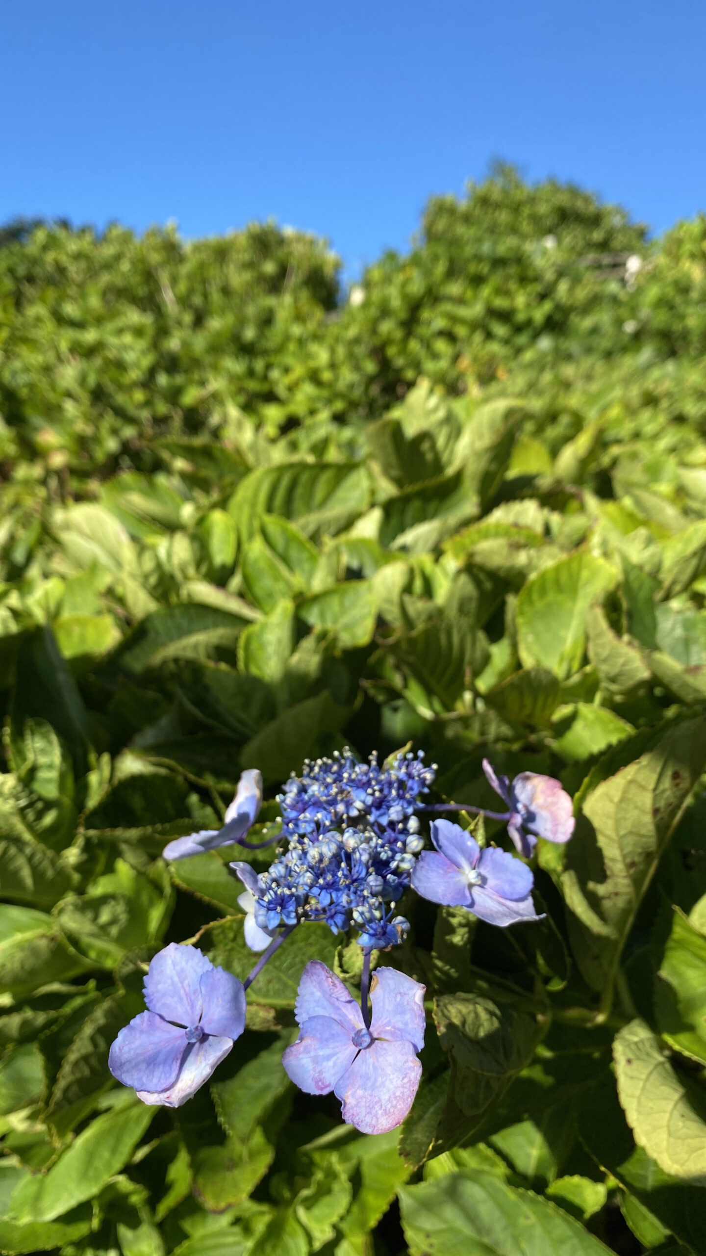 青い額紫陽花の花
