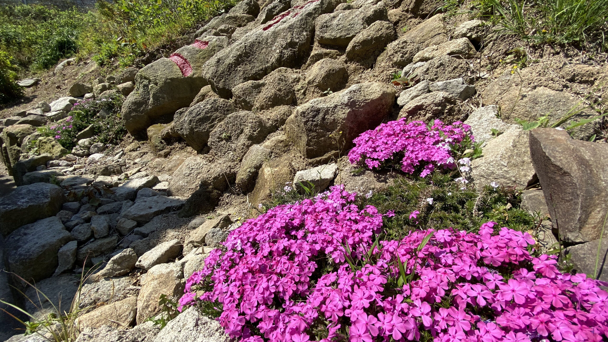 石垣に咲く芝桜